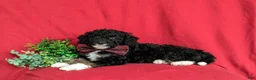 Mini Bernedoodle dogs for sale: Quincey Hypoallergenic - Ad 4