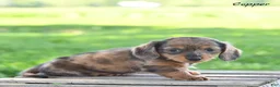 Miniature Dachshund dogs for sale: Copper - Ad 4