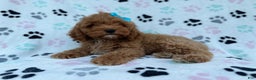 Cockapoo dogs for sale: Joy - Ad 1