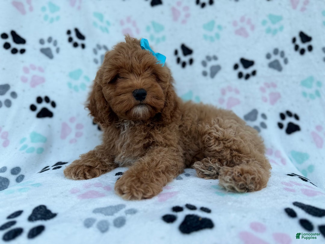 Cockapoo dogs for sale: Joy - Ad 1