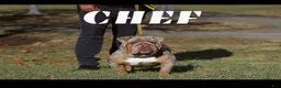 English Bulldog dogs for sale: English Bulldog 1 - Ad 9