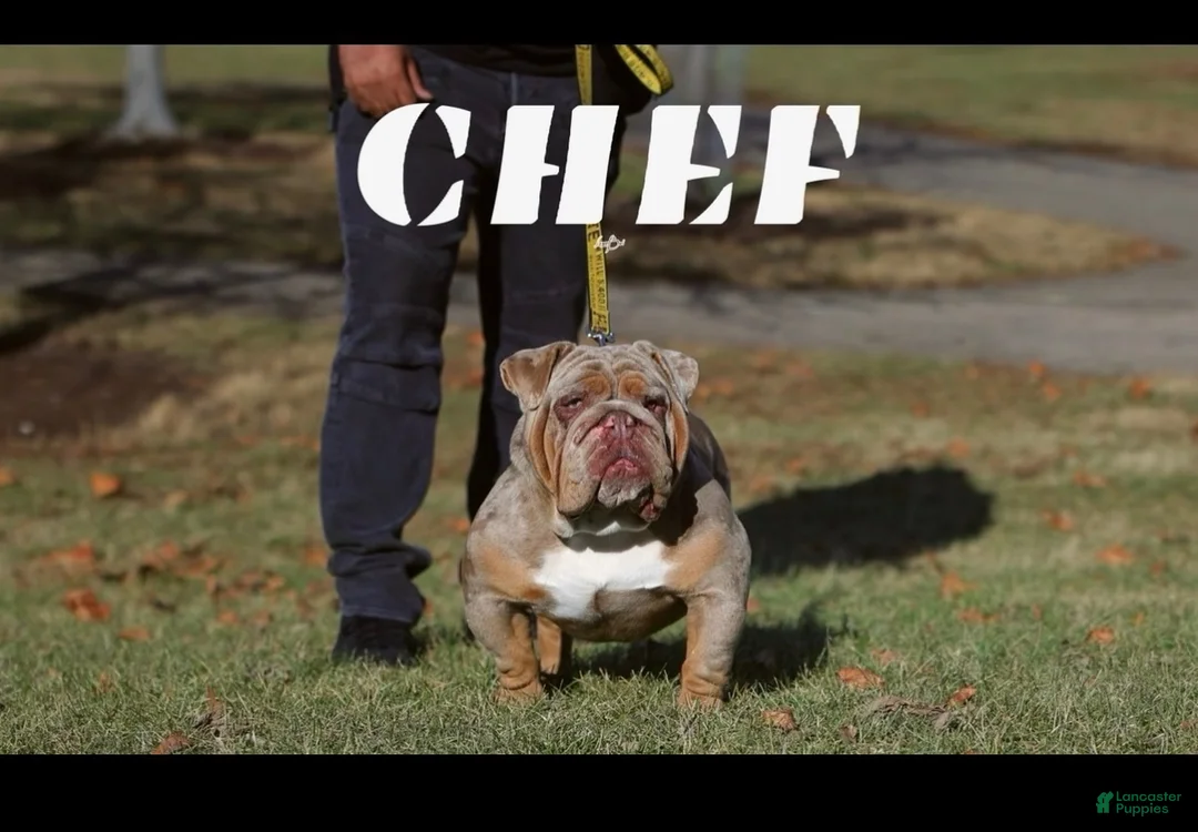 English Bulldog dogs for sale: English Bulldog 1 - Ad 9