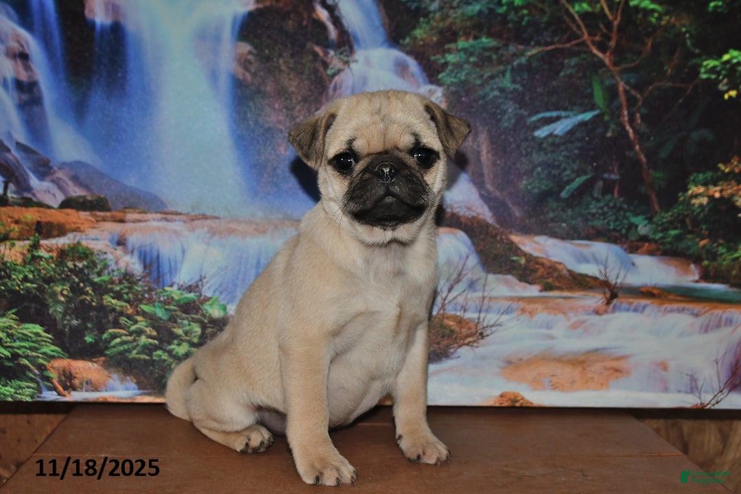 Pug dogs for sale: Rascal - Ad 5