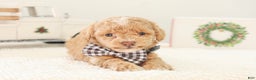Toy Poodle dogs for sale: Prancer - Ad 6