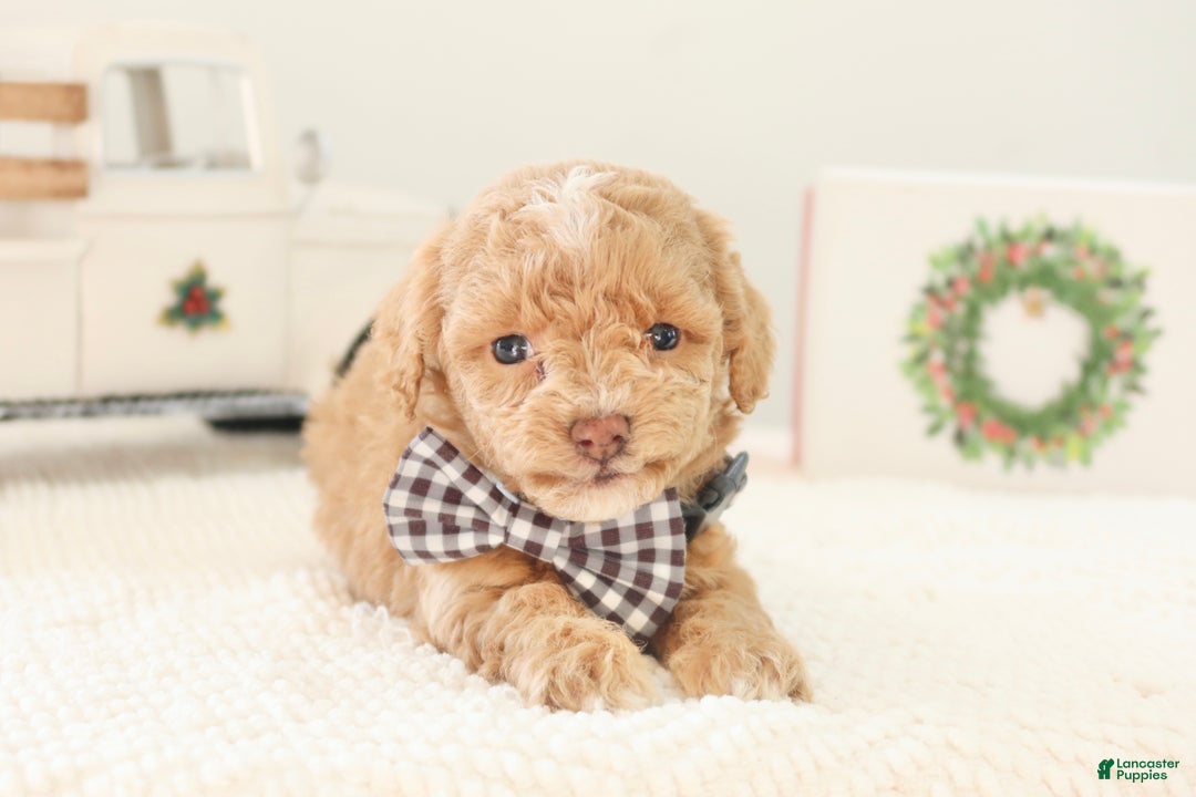 Toy Poodle dogs for sale: Prancer - Ad 6