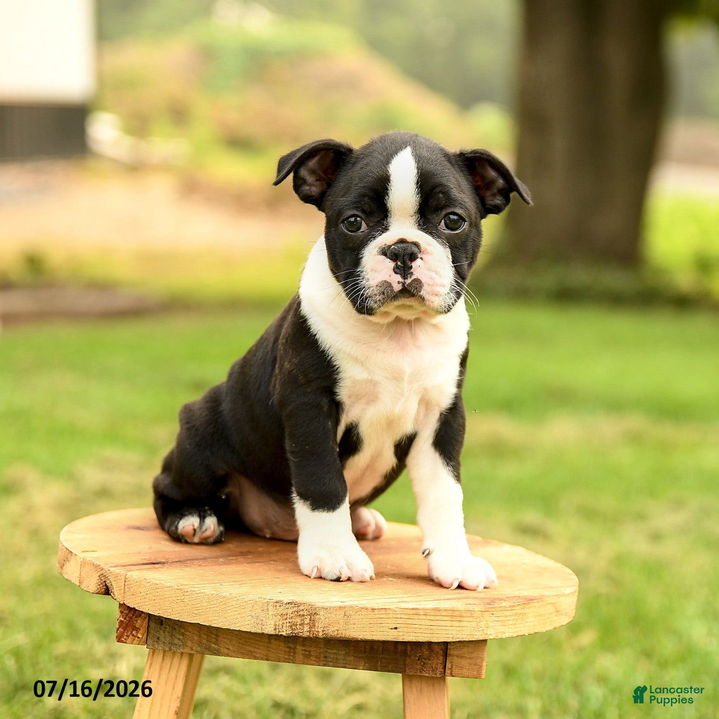 Boston Terrier dogs for sale: Bryce - Ad 3