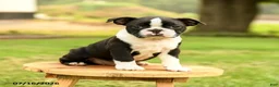 Boston Terrier dogs for sale: Bryce - Ad 1