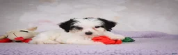Mini Bernedoodle dogs for sale: Marley - Ad 7