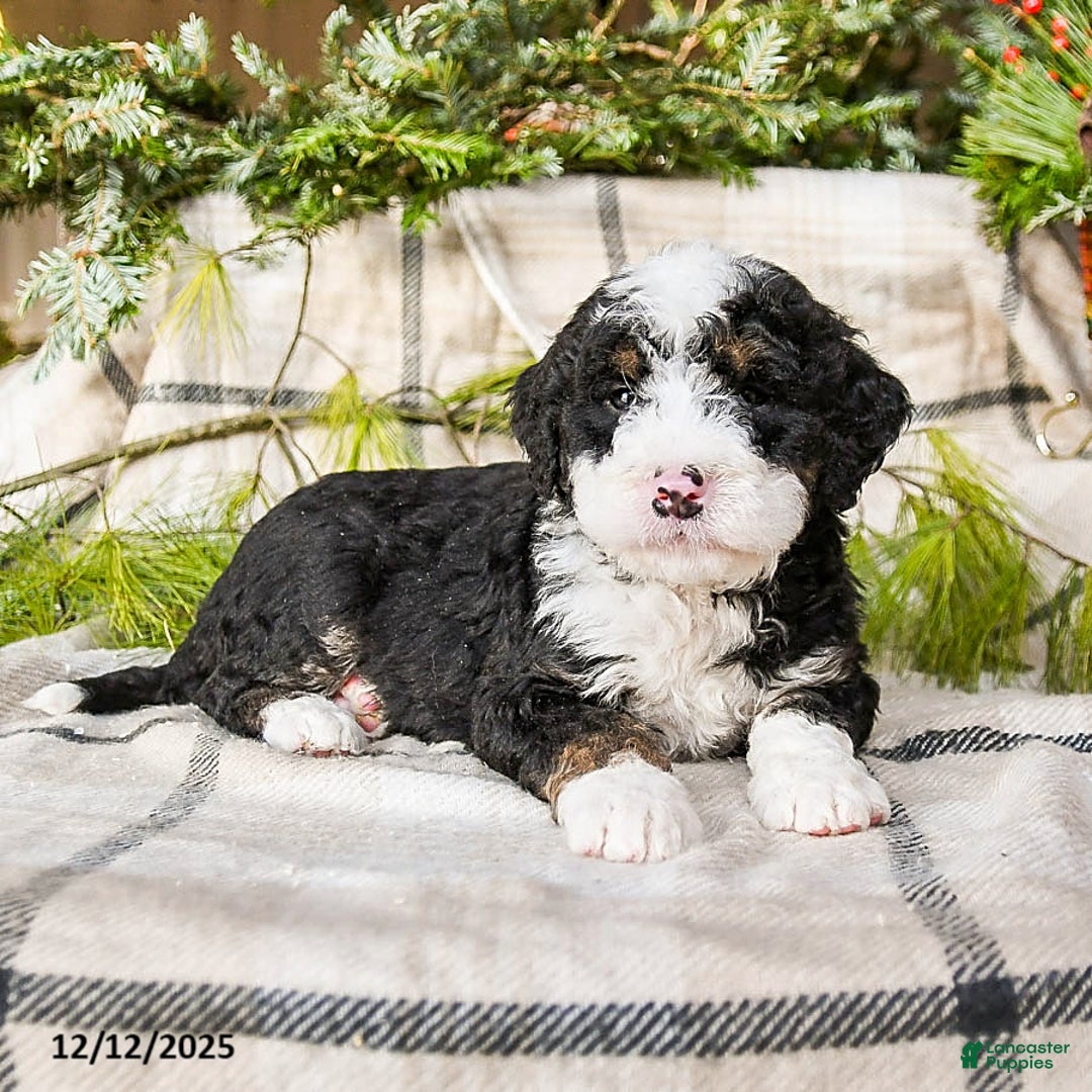 Mini Bernedoodle dogs for sale: Murphy - Ad 3