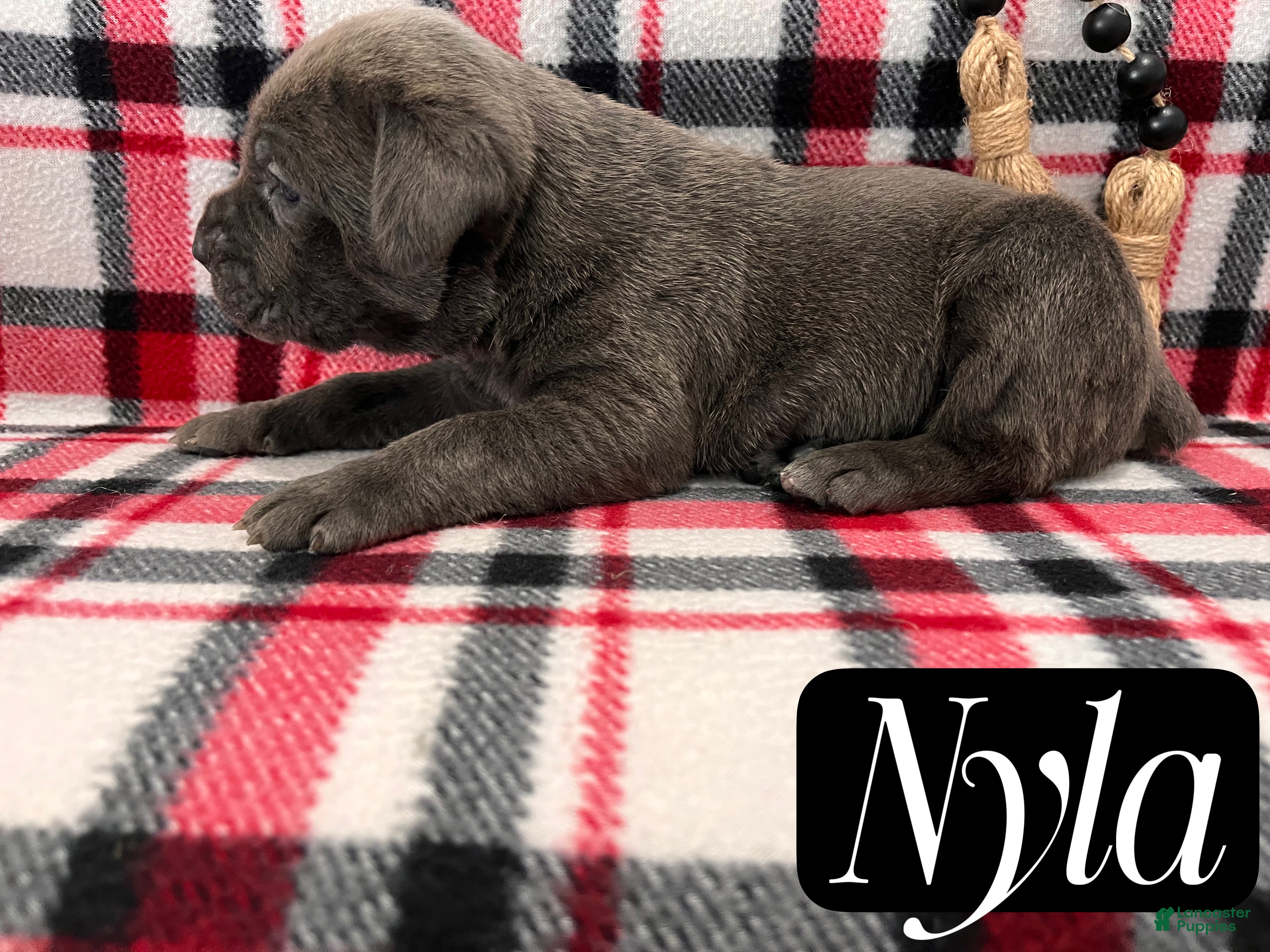 Cane Corso dogs Nyla - Ad 27