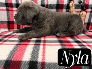 Cane Corso dogs Nyla - Ad 27