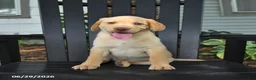 Labrador Retriever dogs for sale: Scooter - Ad 4