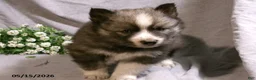 Pomsky dogs for sale: Max - Ad 5
