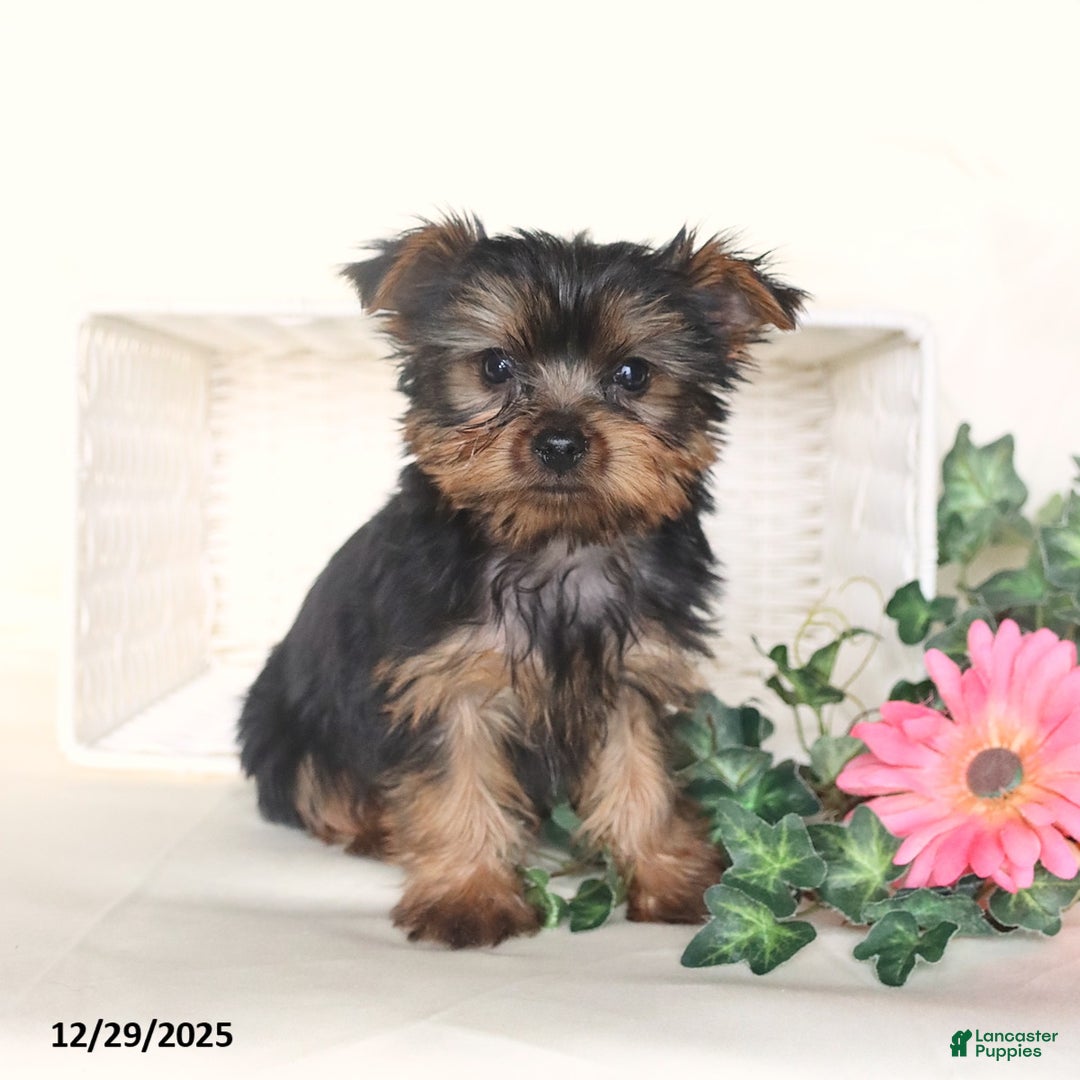 Yorkshire Terrier dogs for sale: Theo - Ad 1