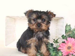 Yorkshire Terrier dogs Theo - Ad 41