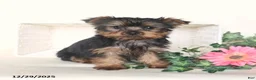 Yorkshire Terrier dogs for sale: Theo - Ad 1