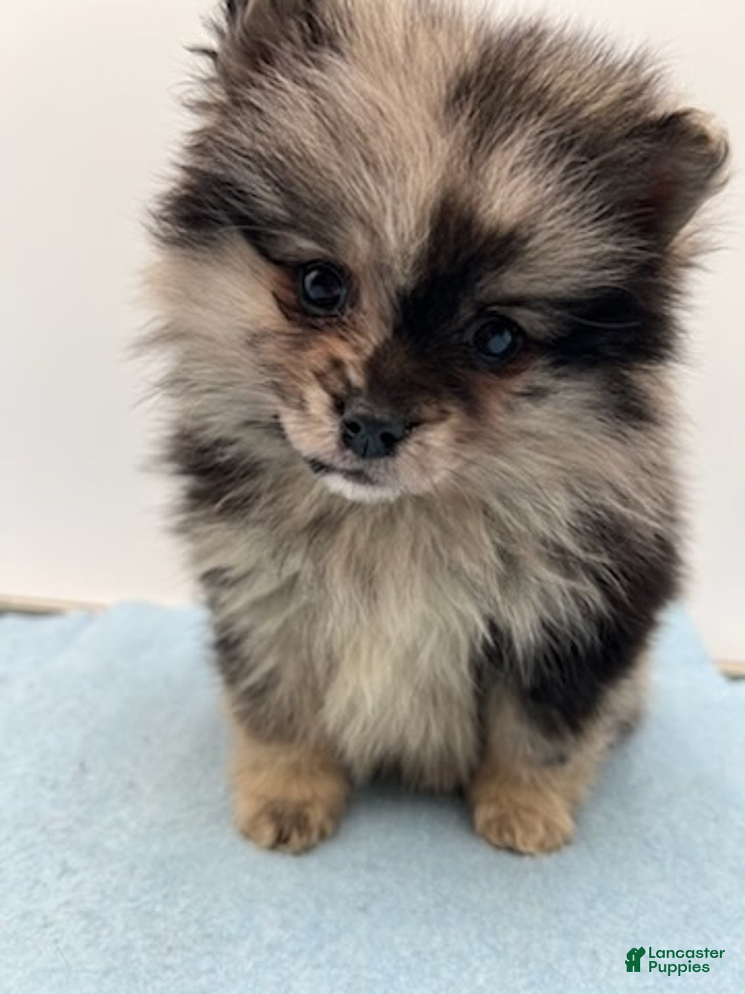 Pomsky dogs for sale: Franky - Ad 2