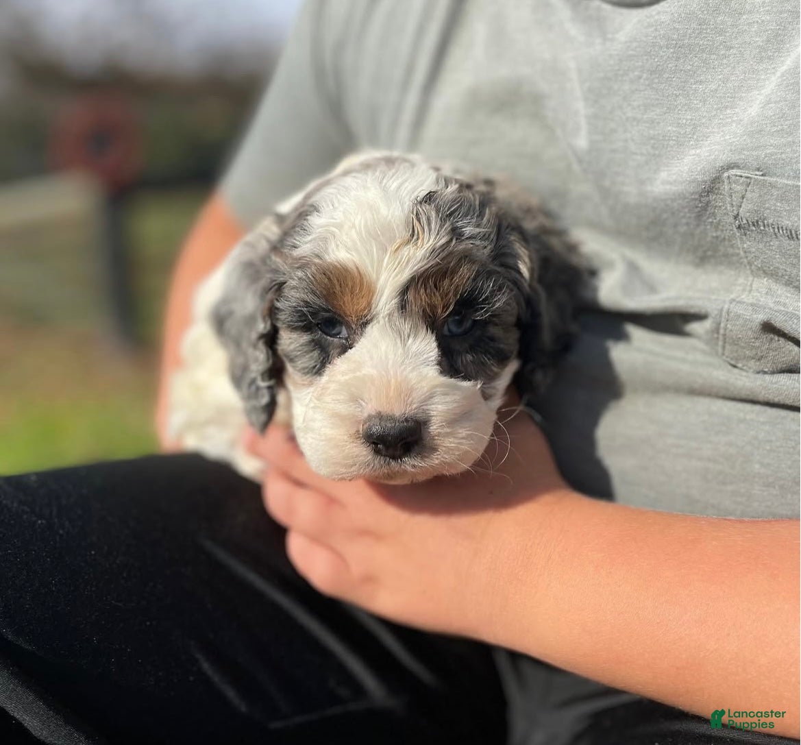 Cockapoo dogs Frosty - Ad 14