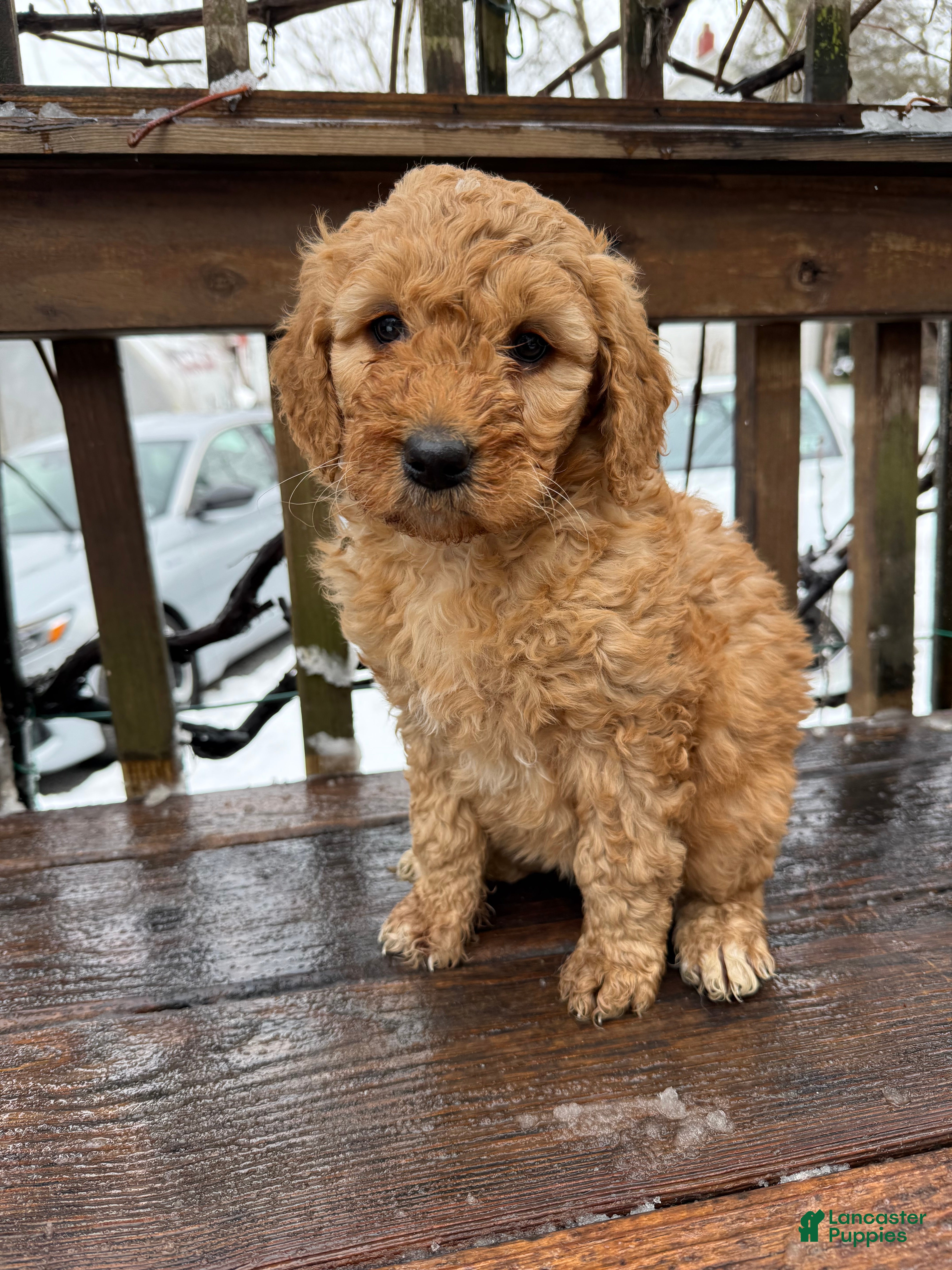 Goldendoodle dogs Caramel  - Ad 1