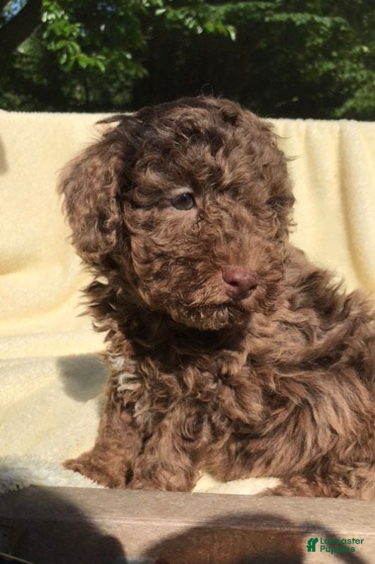 Miniature Poodle dogs Coco - Ad 1