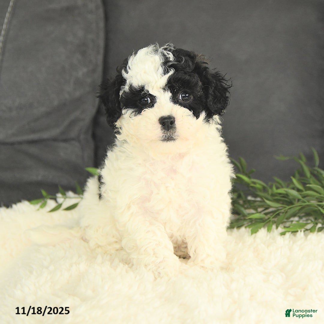 Mixed Breed dogs for sale: Muffin - Ad 1