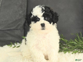 Mixed Breed dogs Muffin - Ad 27