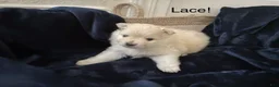 Pomeranian dogs for sale: Lace  - Ad 9