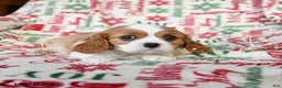 Cavalier King Charles Spaniel dogs for sale: Blossom - Ad 3