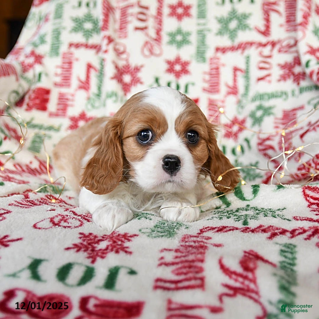 Cavalier King Charles Spaniel dogs for sale: Blossom - Ad 3