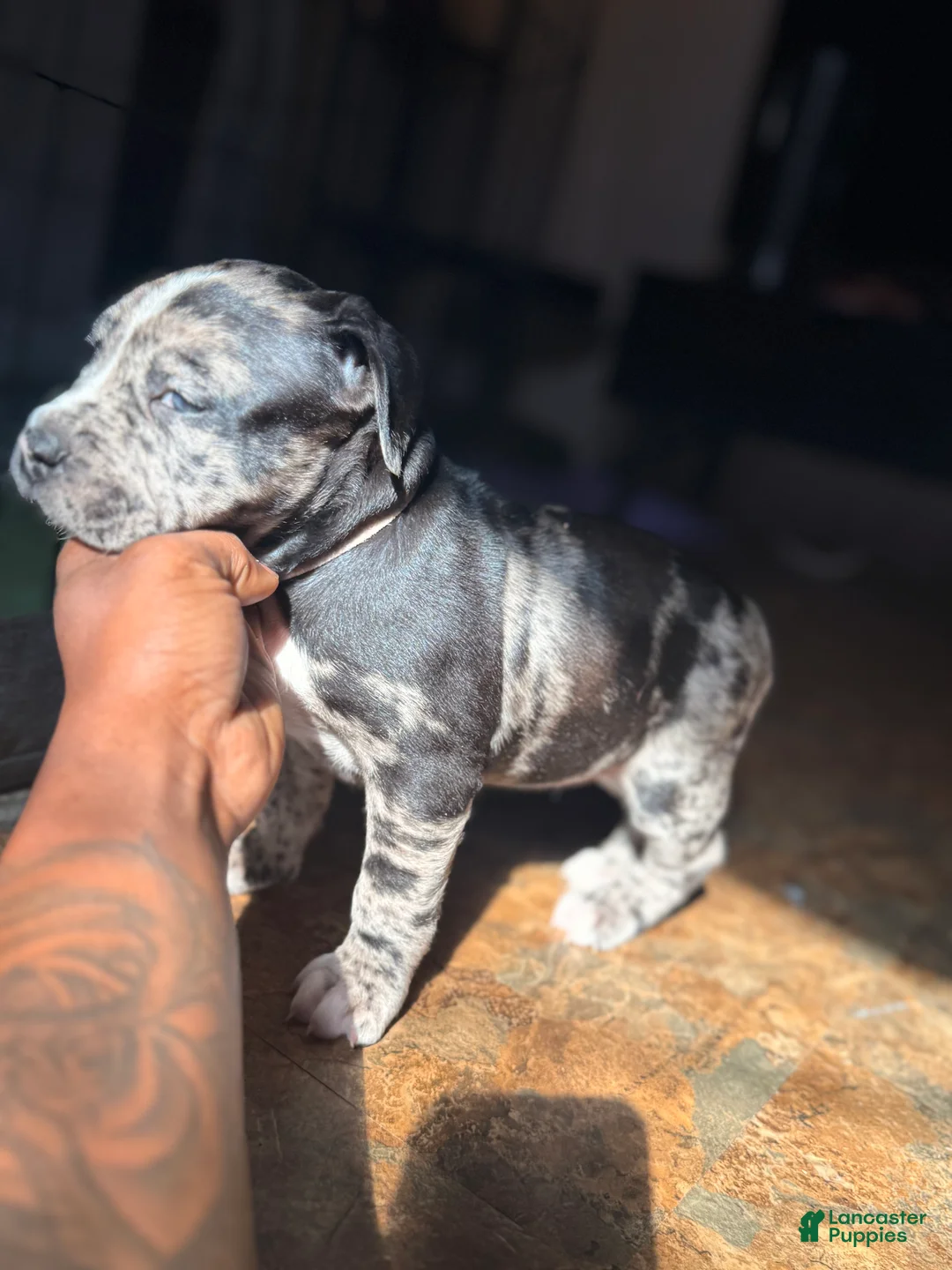 Mixed Breed dogs for sale: Mina - Ad 1