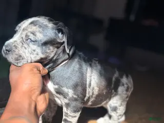 Mixed Breed dogs Mina - Ad 14