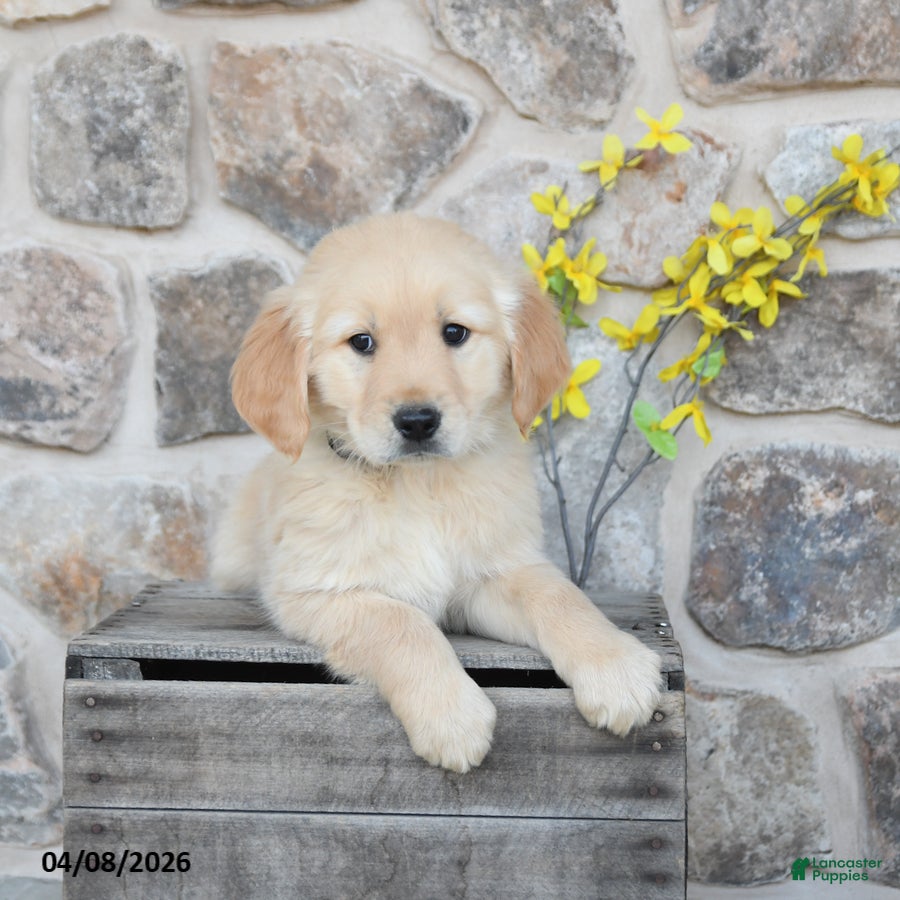 Golden Retriever dogs Duke - Ad 2
