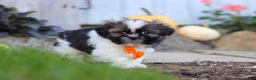 Shih Tzu dogs for sale: Riley - Ad 8