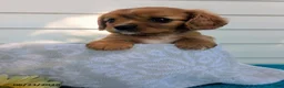 Cavalier King Charles Spaniel dogs for sale: Levi - Ad 3