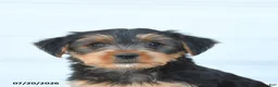Morkie dogs for sale: Landon - Ad 5
