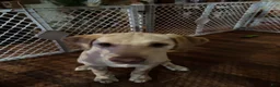 Labrador Retriever dogs for sale: Labrador Retriever big boy grey collar  - Ad 13