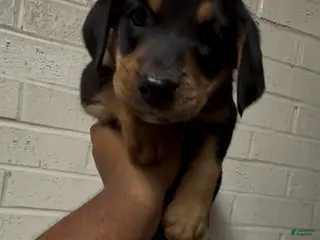 Mixed Breed dogs Mixed Breed Puppy 1 - Ad 19
