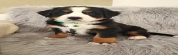 Bernese Mountain Dog dogs for sale: Maverick-Health Tested Parents - Ad 8