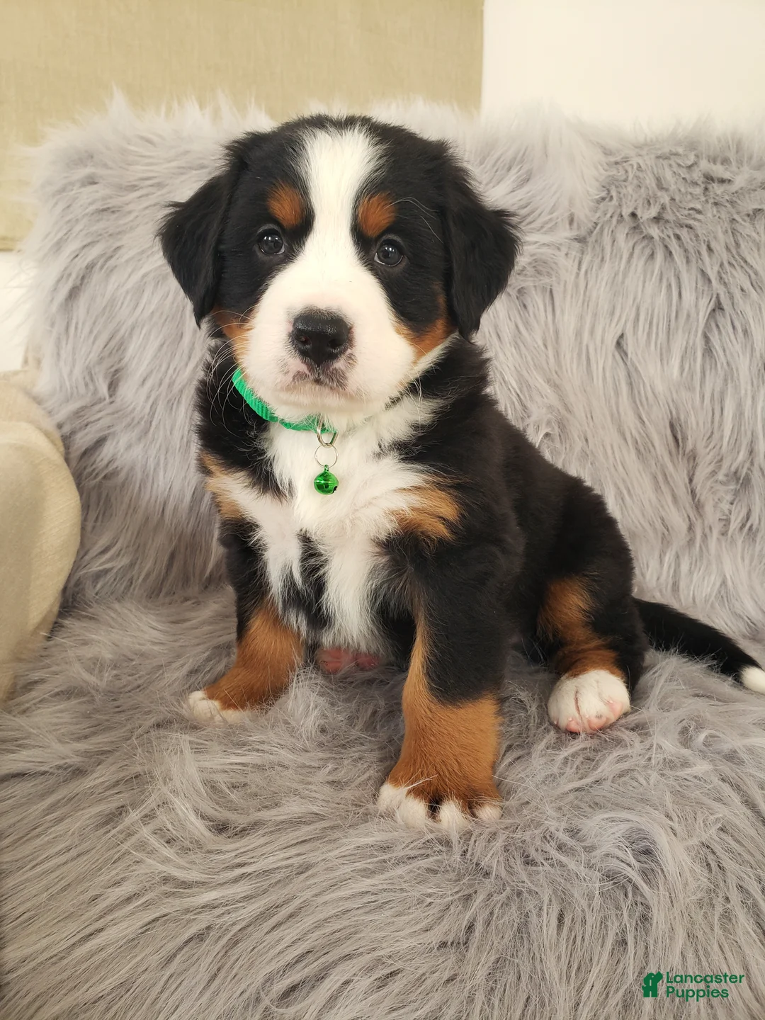 Bernese Mountain Dog dogs for sale: Maverick-Health Tested Parents - Ad 8