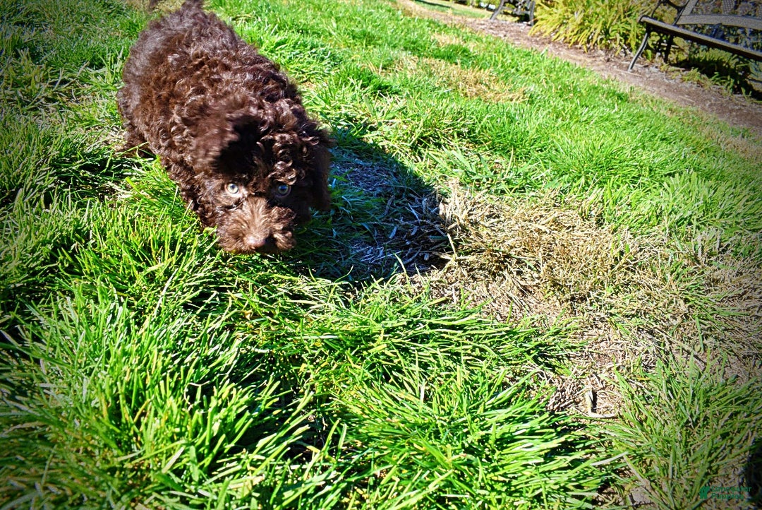 Havapoo dogs for sale: Isabella - Ad 16