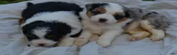 Aussiedoodle dogs for sale: Steak - Ad 15