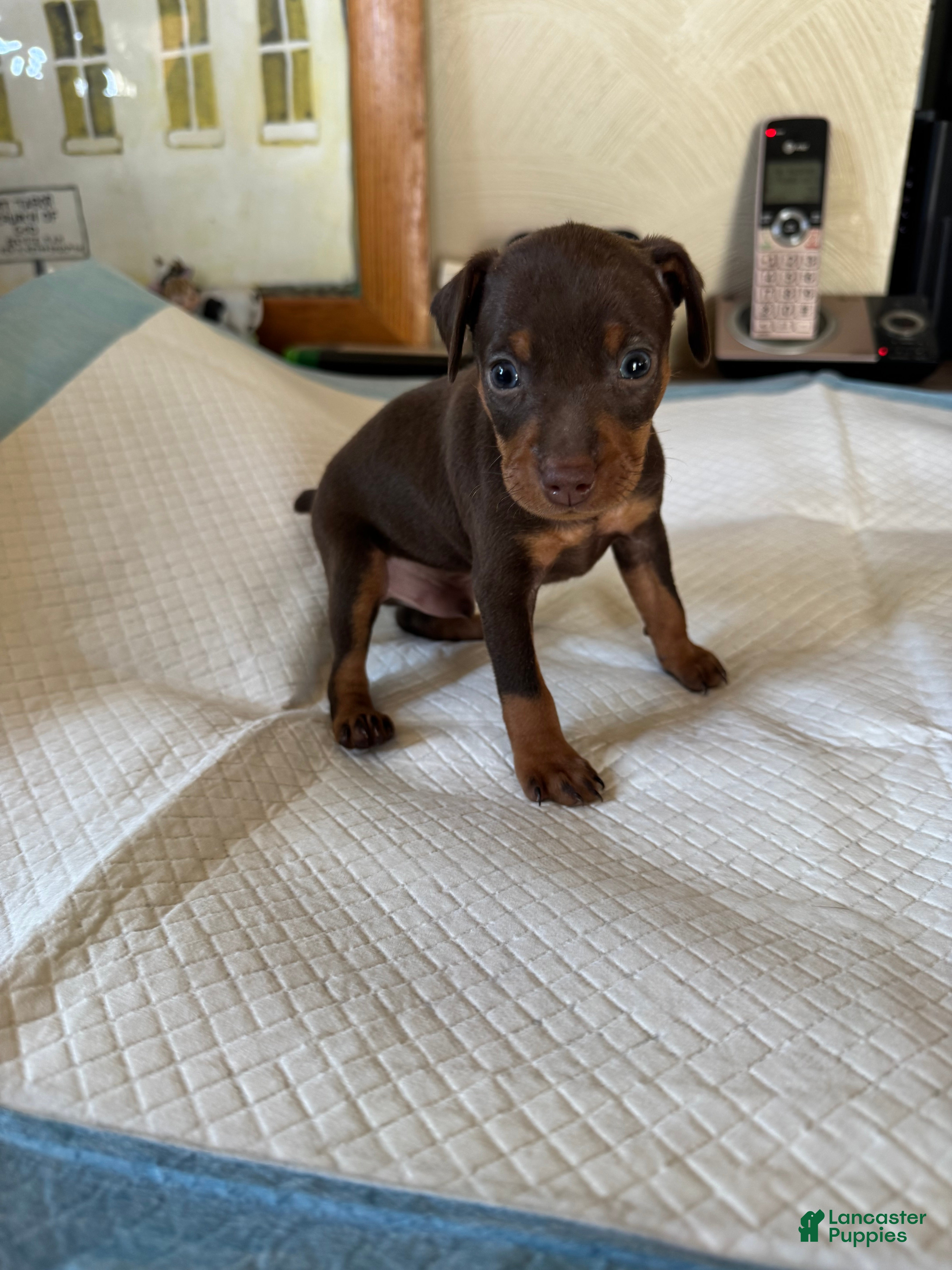Miniature Pinscher dogs Miniature Pinscher Puppy 1 - Ad 1