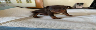 Miniature Pinscher Puppy 1