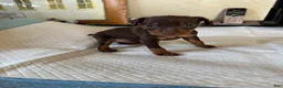 Miniature Pinscher dogs for sale: Miniature Pinscher Puppy 1 - Ad 1