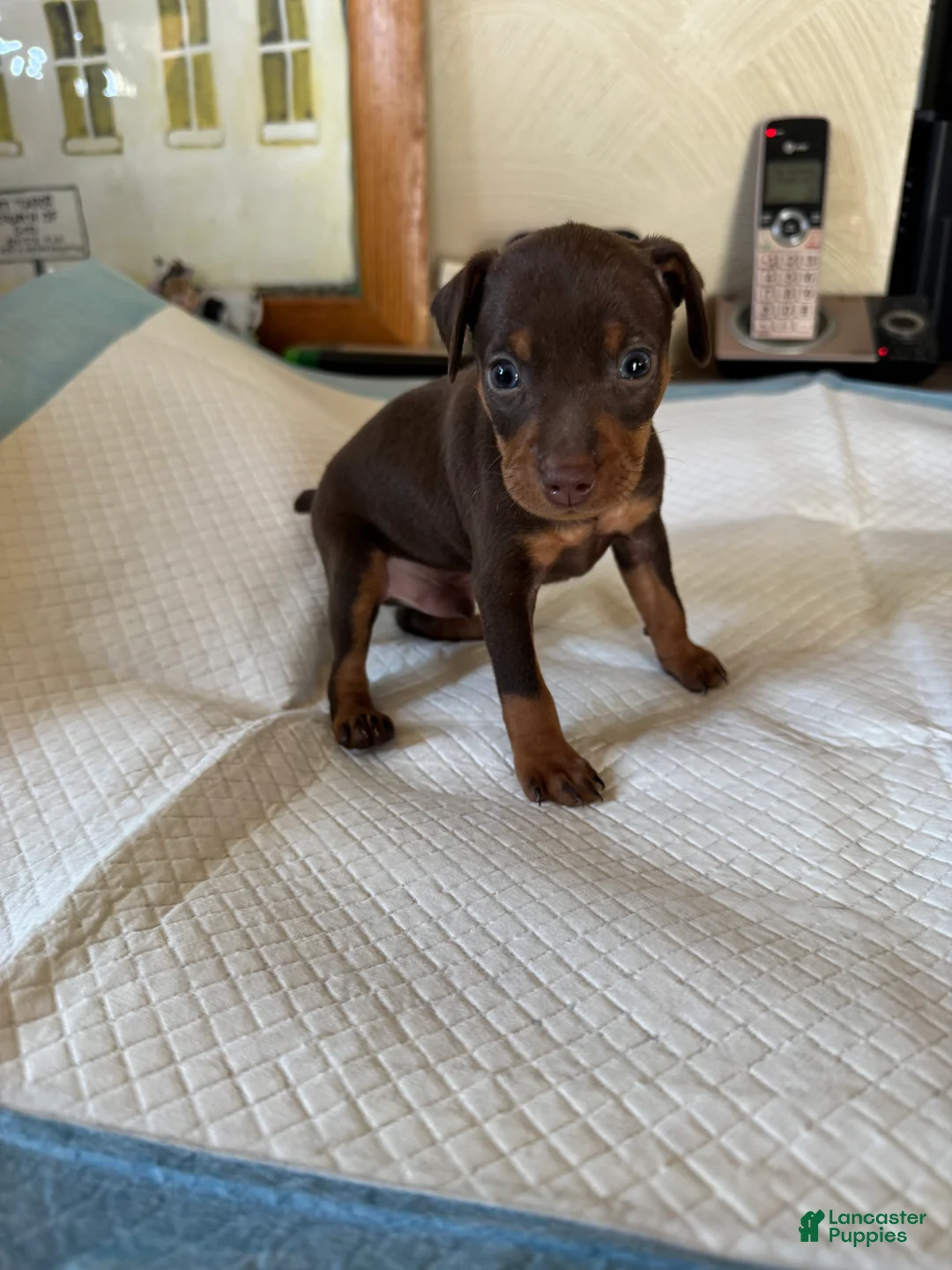 Miniature Pinscher dogs for sale: Miniature Pinscher Puppy 1 - Ad 1