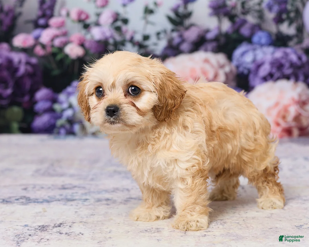 Cavachon dogs for sale: Abby - Ad 5