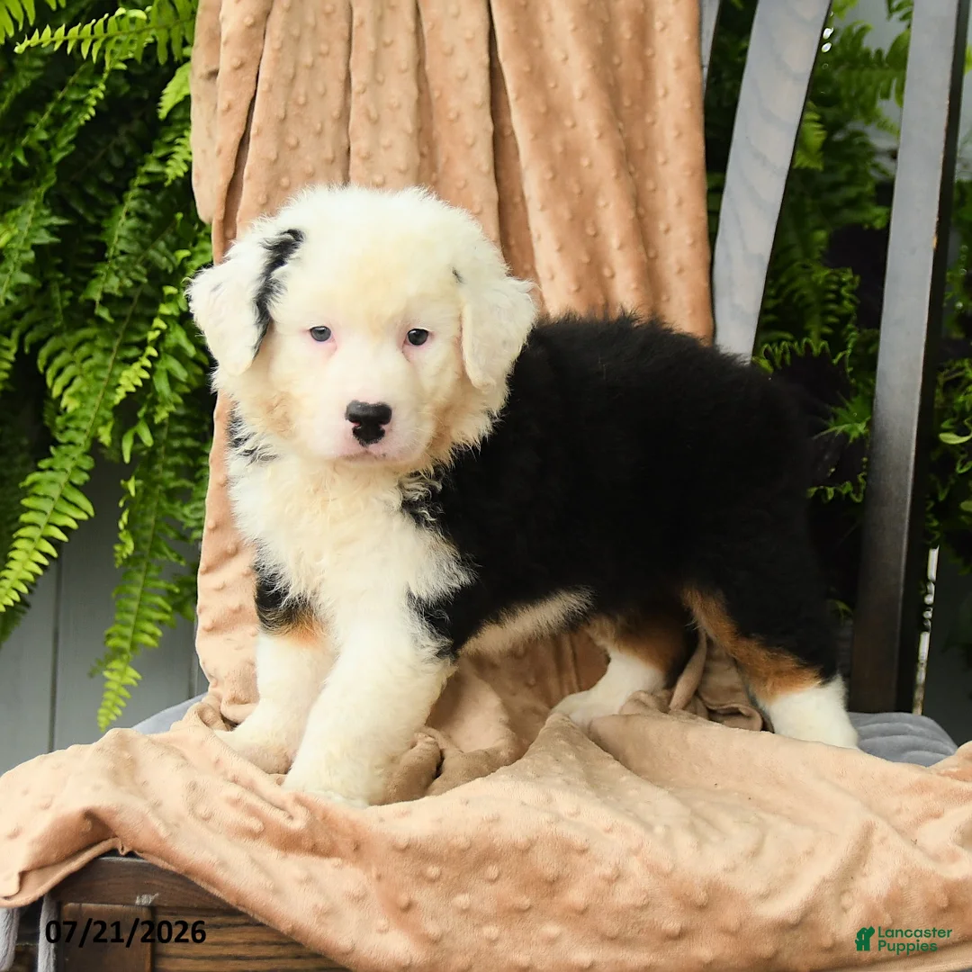 Australian Shepherd dogs for sale: Mateo  - Ad 5