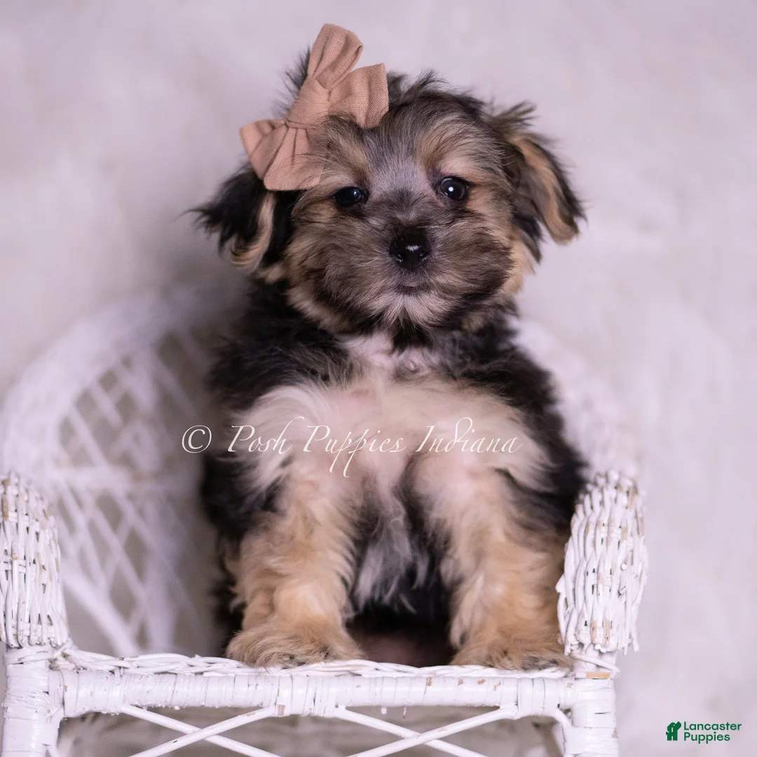 Morkie dogs for sale: Leige - Ad 2
