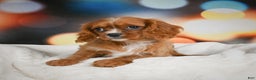 Cavalier King Charles Spaniel dogs for sale: Candy - Ad 7