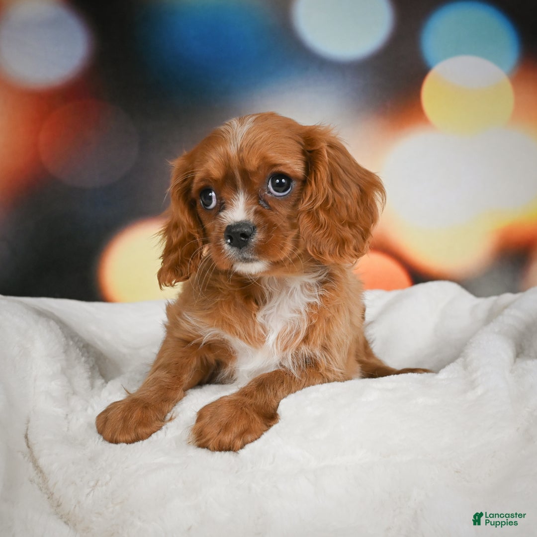 Cavalier King Charles Spaniel dogs for sale: Candy - Ad 7